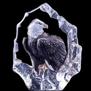 Wildlife Bald Eagle 2